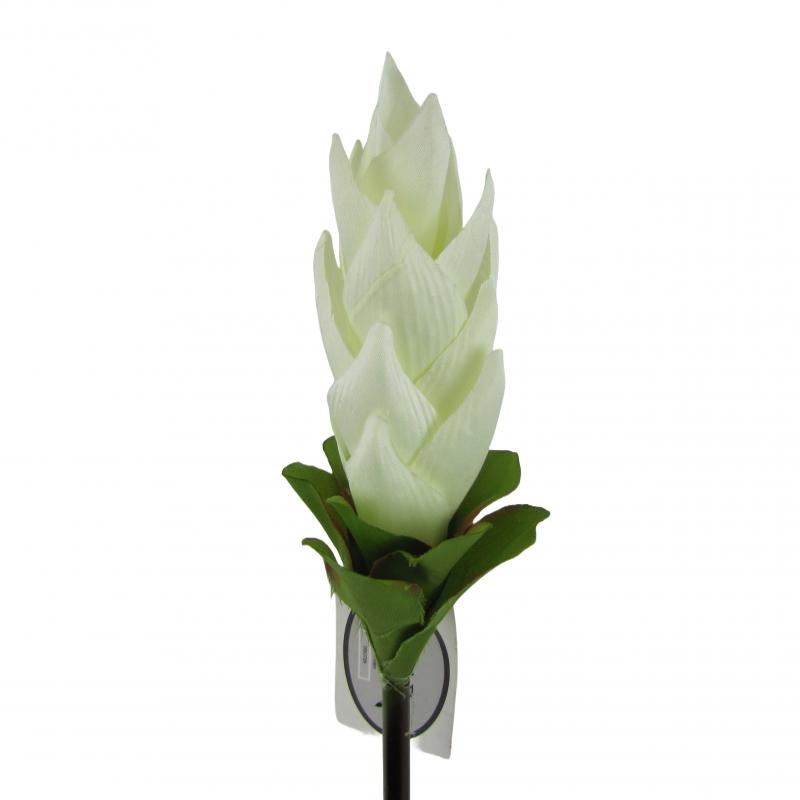 Kurkuma 50cm biała <br>(12 sztuk)